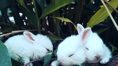 Rabbits Resting On A Pot With A Plant😅