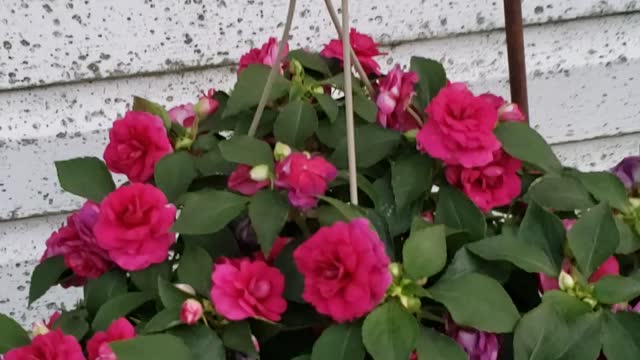 Watering my pretty Flowers