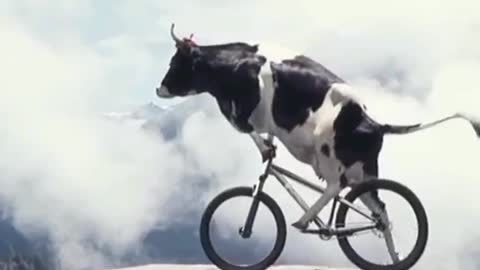 cow riding a bicycle
