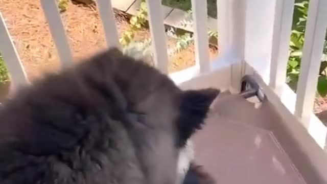 kept escaping the porch so we invented this...Our cat