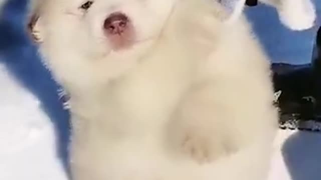 Adorable Puppy Holding Mom Hand