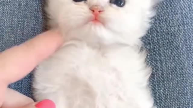 Just a Tiny Snowball Kitten Cuteness