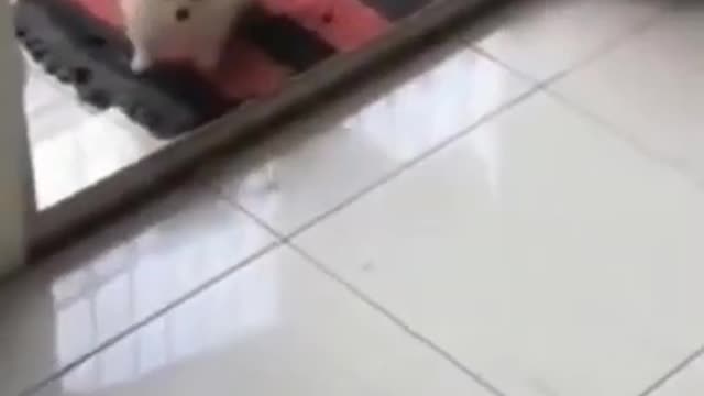 Celo Pets - Animais Engraçados