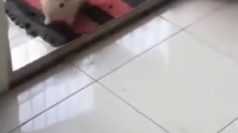 Celo Pets - Animais Engraçados