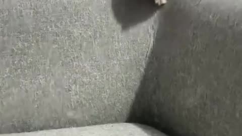 The Funniest Cats That Will Make You Laugh Nonstop – Must-See Videos! 😹"
