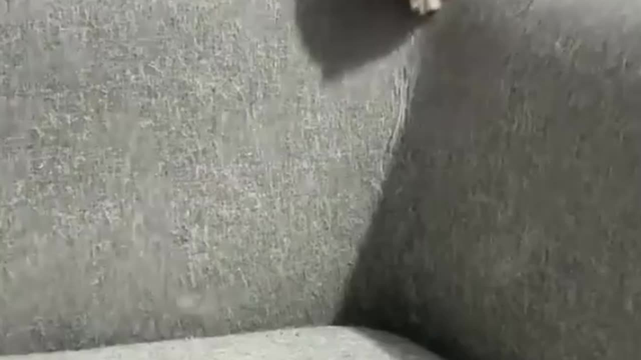 The Funniest Cats That Will Make You Laugh Nonstop – Must-See Videos! 😹"
