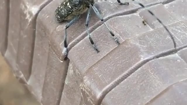 Dancing beatbox beetle