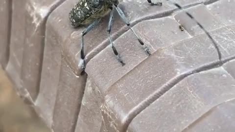 Dancing beatbox beetle