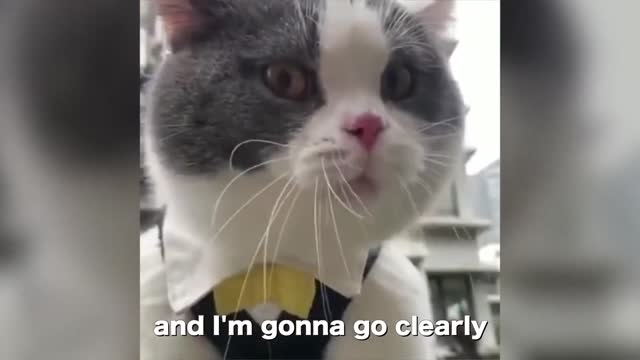 my name is Big Billy funny Cat