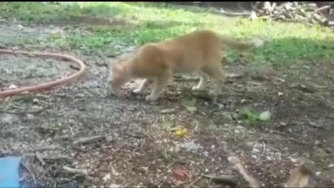 This cat is really cute, fighting with fake snakes