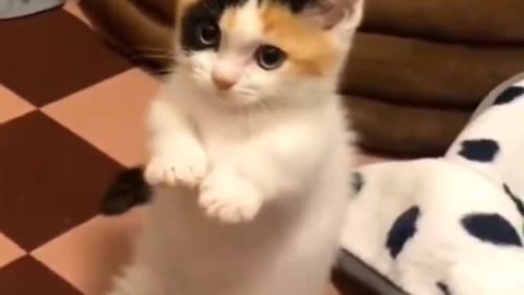 Animal cute