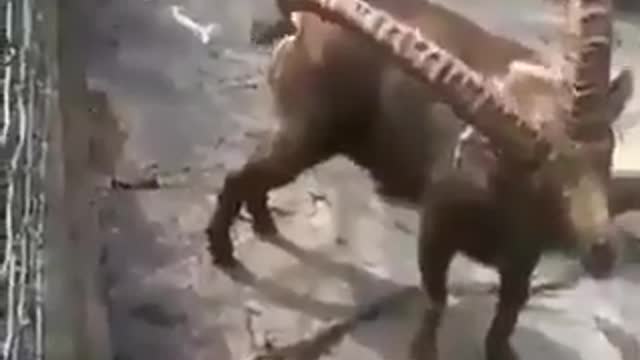 Où il y a de la gêne il n'y a pas de plaisir