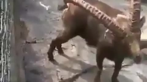 Où il y a de la gêne il n'y a pas de plaisir