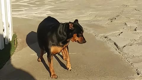 Man encouraging his pet dog to go down the stair steps