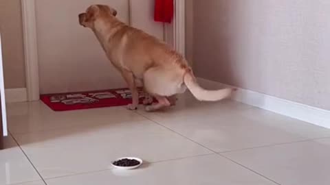 Baby Animals 1 Minutes of Funny Cats and Dogs Videos 2021 Perros y Gatos Recopilación # 47