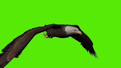 eagle animal flying near the keying video