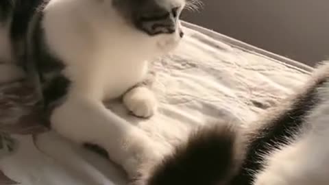 Lovely and Funny Animals Funny Cat 2021