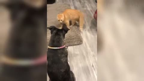 compilation of the cutest funny cats