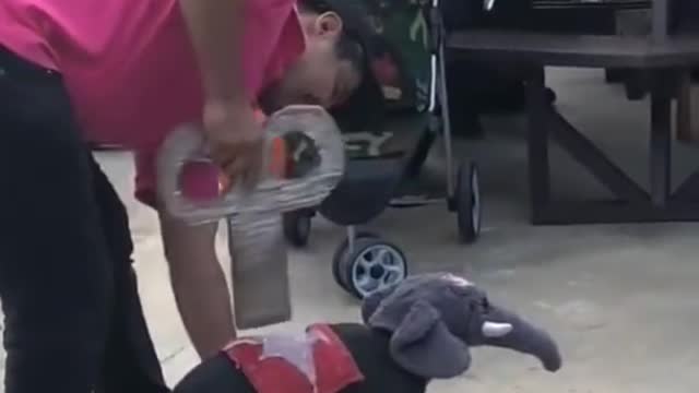 Dog in Elephant Costume Acts like Wind Up Toy