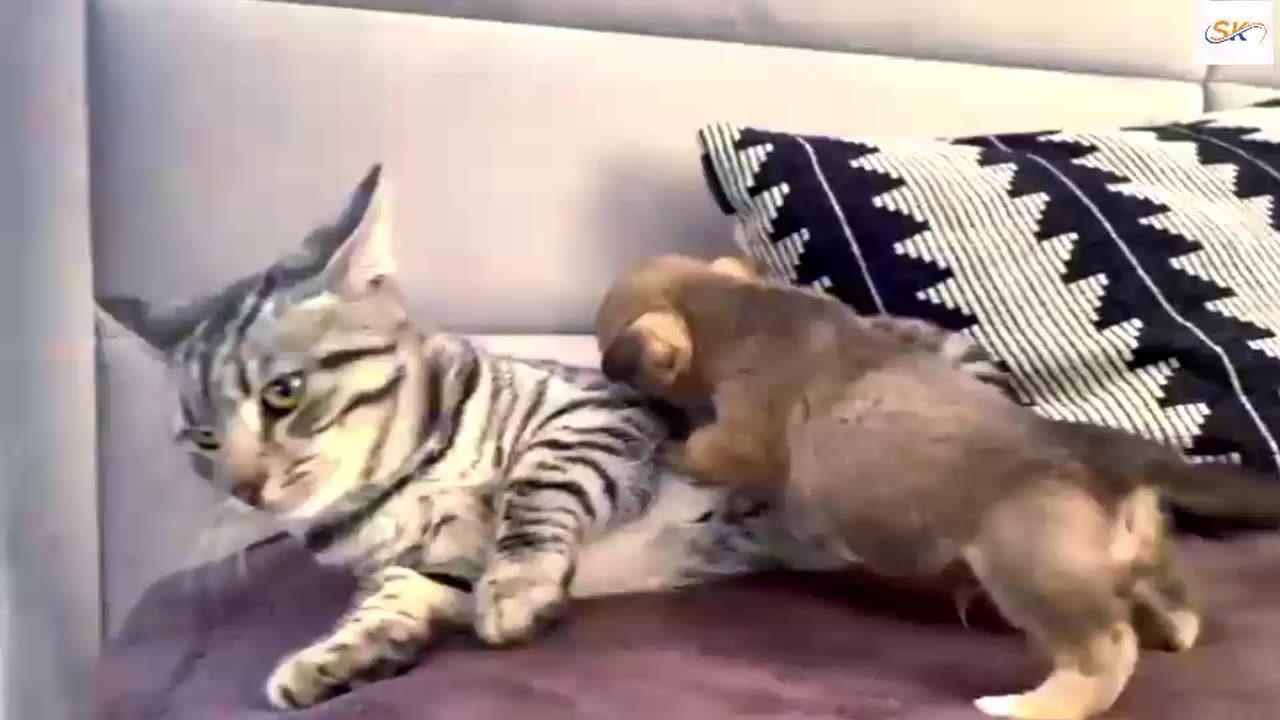 Funny Cat Reaction to Puppies [Kitty sees them for the First Time]