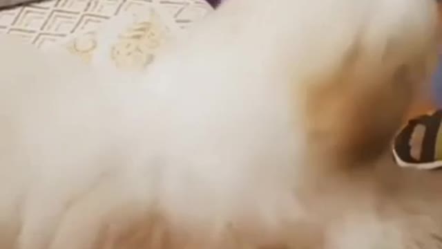 Cute Dog wants to play with the box