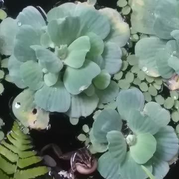 20.8.2024 From the pond...