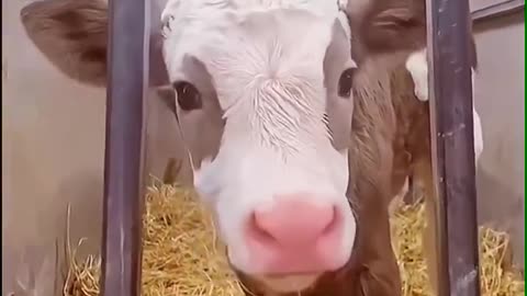 A lovely calf