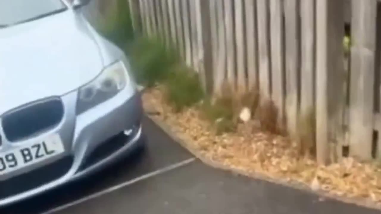 Funny animal video