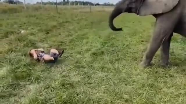 ELEPHANT FUNNY MOMENT Animal Shorts Video