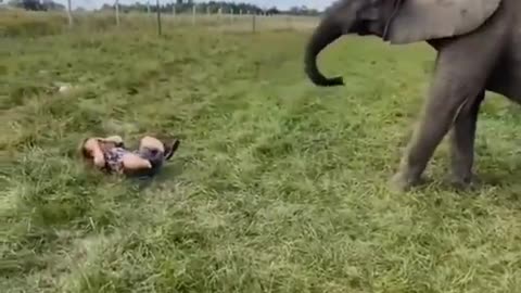 ELEPHANT FUNNY MOMENT Animal Shorts Video