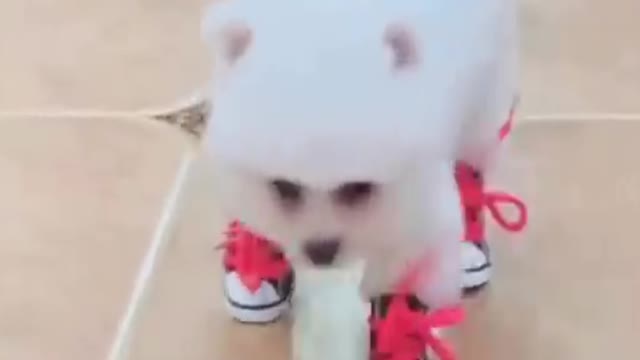 cats are our best friends,Funny and Cute Cat's