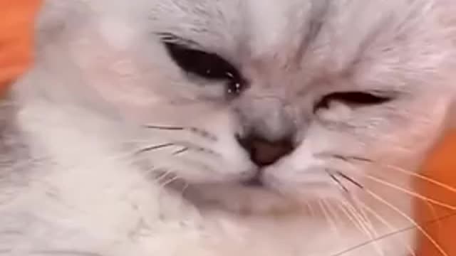 Cute baby animals Videos cute moment of the animals - Cutest Animals On Earth #9
