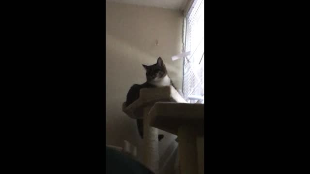 Gato tiene una bizarra reacción a los estornudos de su dueña