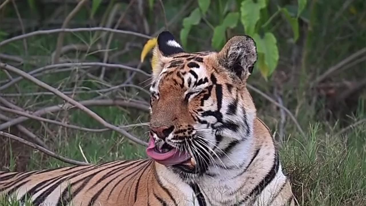 Tiger.