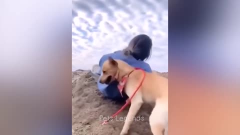 Comedy Animal video