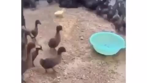 Beware of the yellow ones)Остерегайтесь желтых)