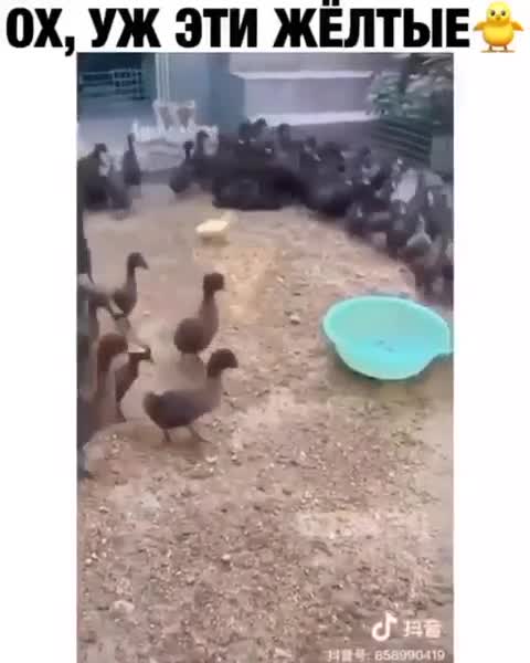 Beware of the yellow ones)Остерегайтесь желтых)