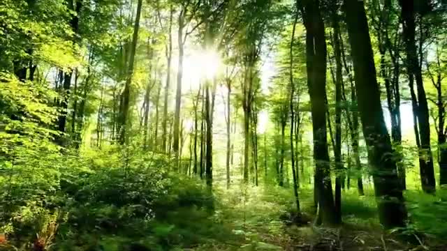 Relaxing, Peaceful, Calming Meditation Music