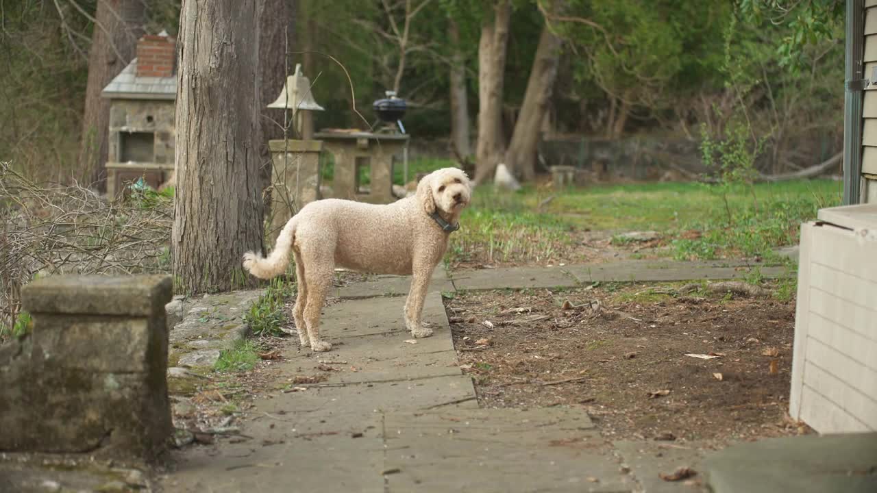 Suspicious dog tries to sniff out critter that it can smell is hiding nearby