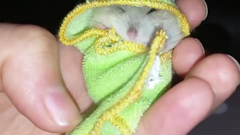 This little hamster looks so cute wrapped in his frog towel