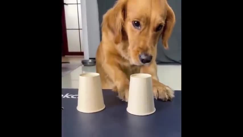 Funny Animals Cats,Dogs,Pets Best Of The 2021