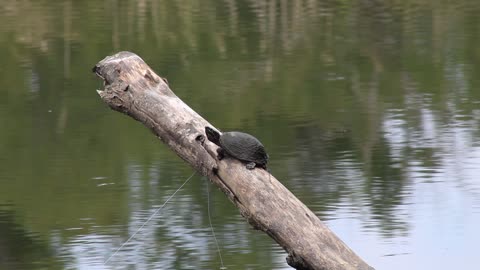 Eastern Musk Turtle Basking on a Log Along the Assabet River | Serene Wildlife Scene