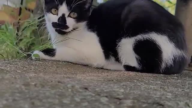 cat tourist attraction pet aegyo