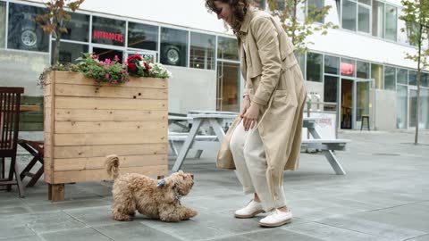 Dog Jumping Towards Her Master