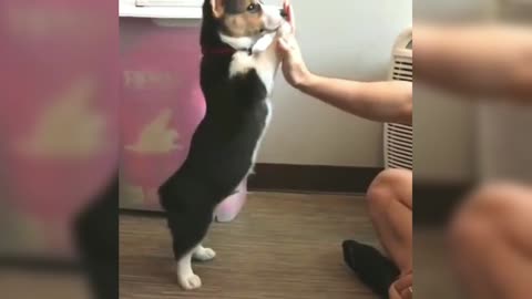 Corgi performs stunts and high-fives with the owner is super cute