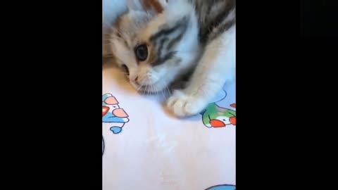 Funny animals [] Try not to laugh compilation 59