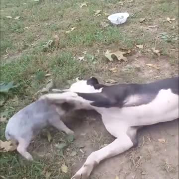 Little piggy and older dog play together