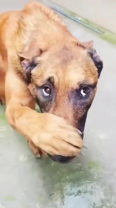 Best Sounds Your Dog Loves | Sounds that attract dogs