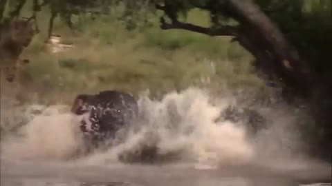 Mother Warthog Went Crazy Biting Leopard To Save Her Baby Suddenly Hyena Appeared Making Leopard Cry