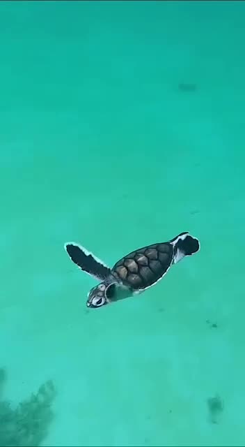 Turtle enjoying a swim 😍